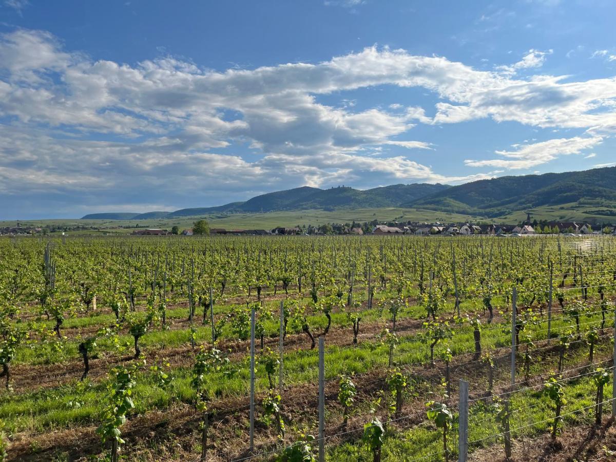 Gite Proche Colmar Vignoble Wettolsheim Екстер'єр фото